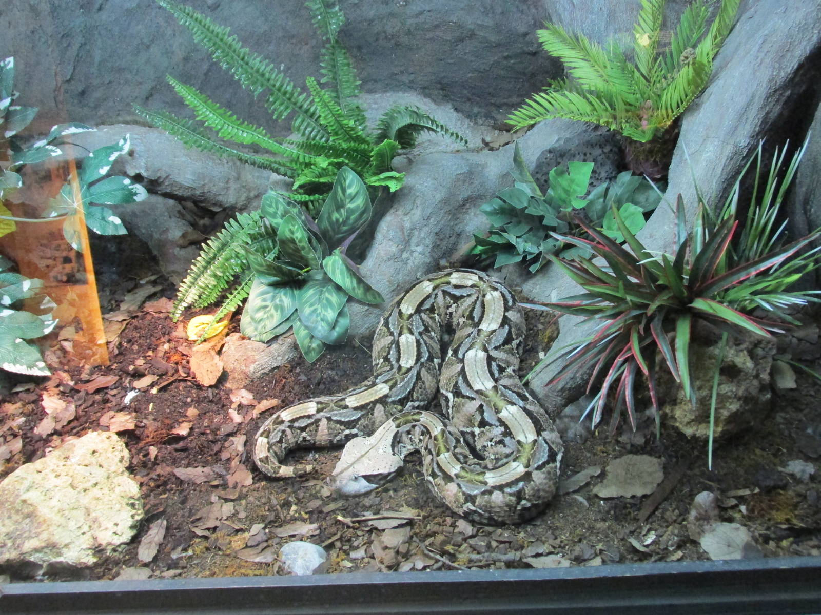 gabon viper san juan de aragon zoo