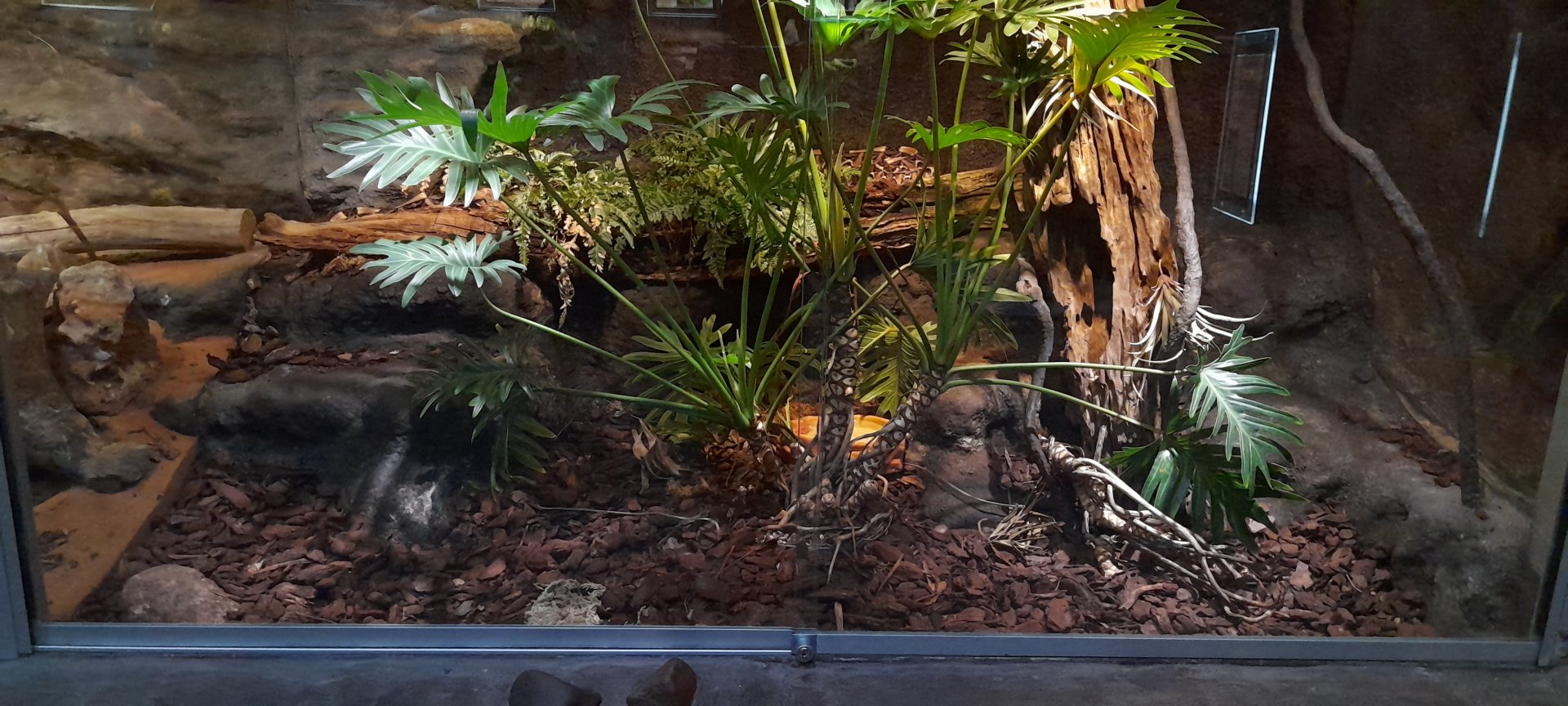 Gabon viper terrarium