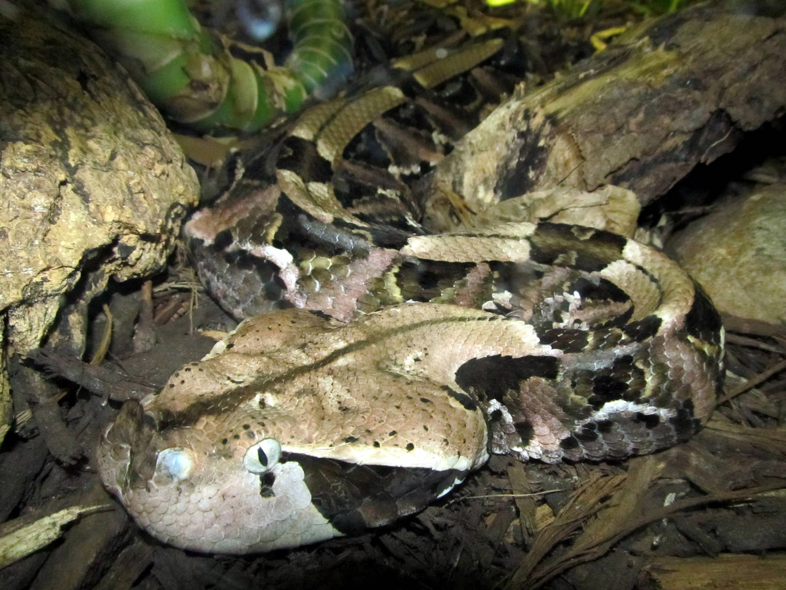 Gabon Viper