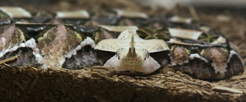 gabon viper