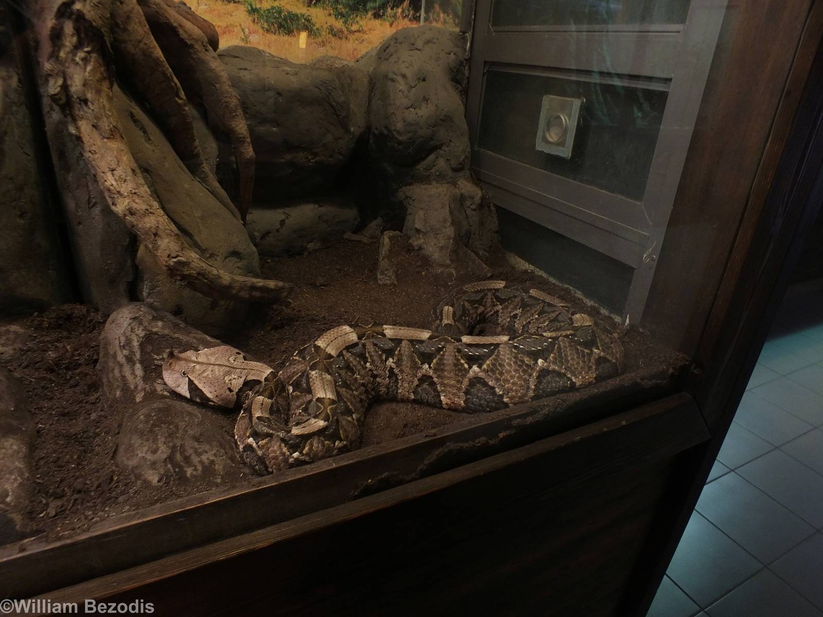 Gabon Viper