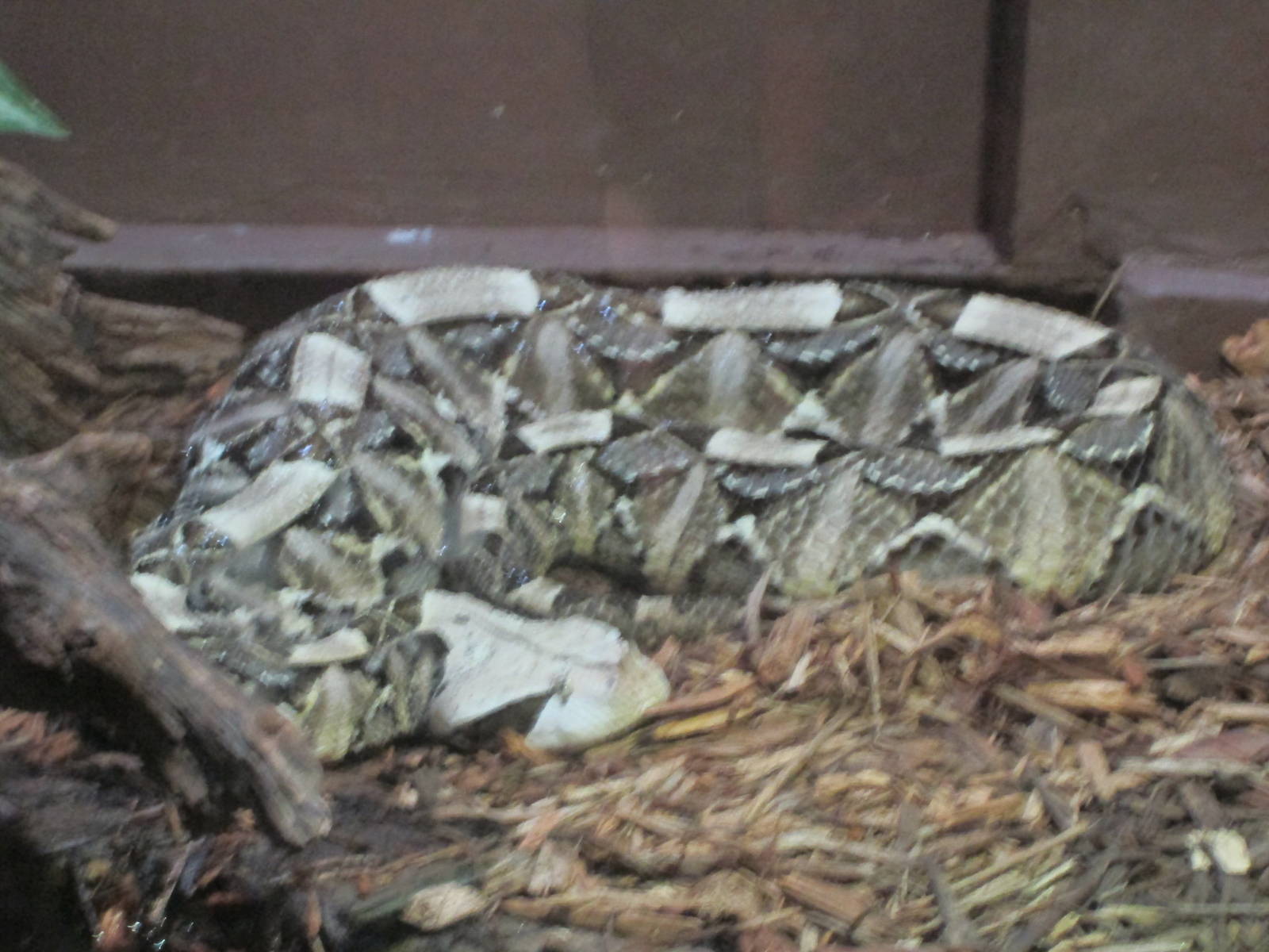 Gabon Viper