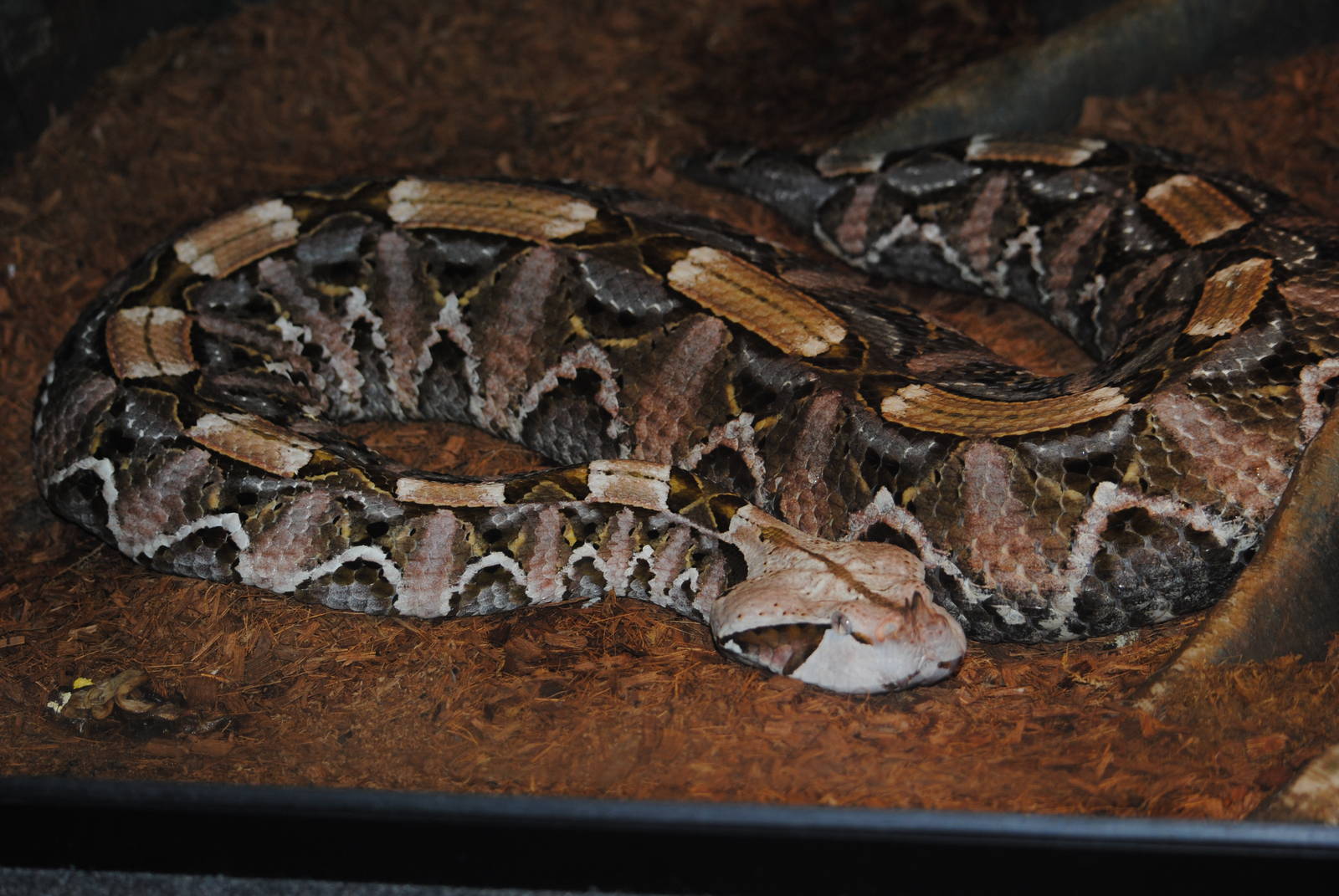 Gabon Viper