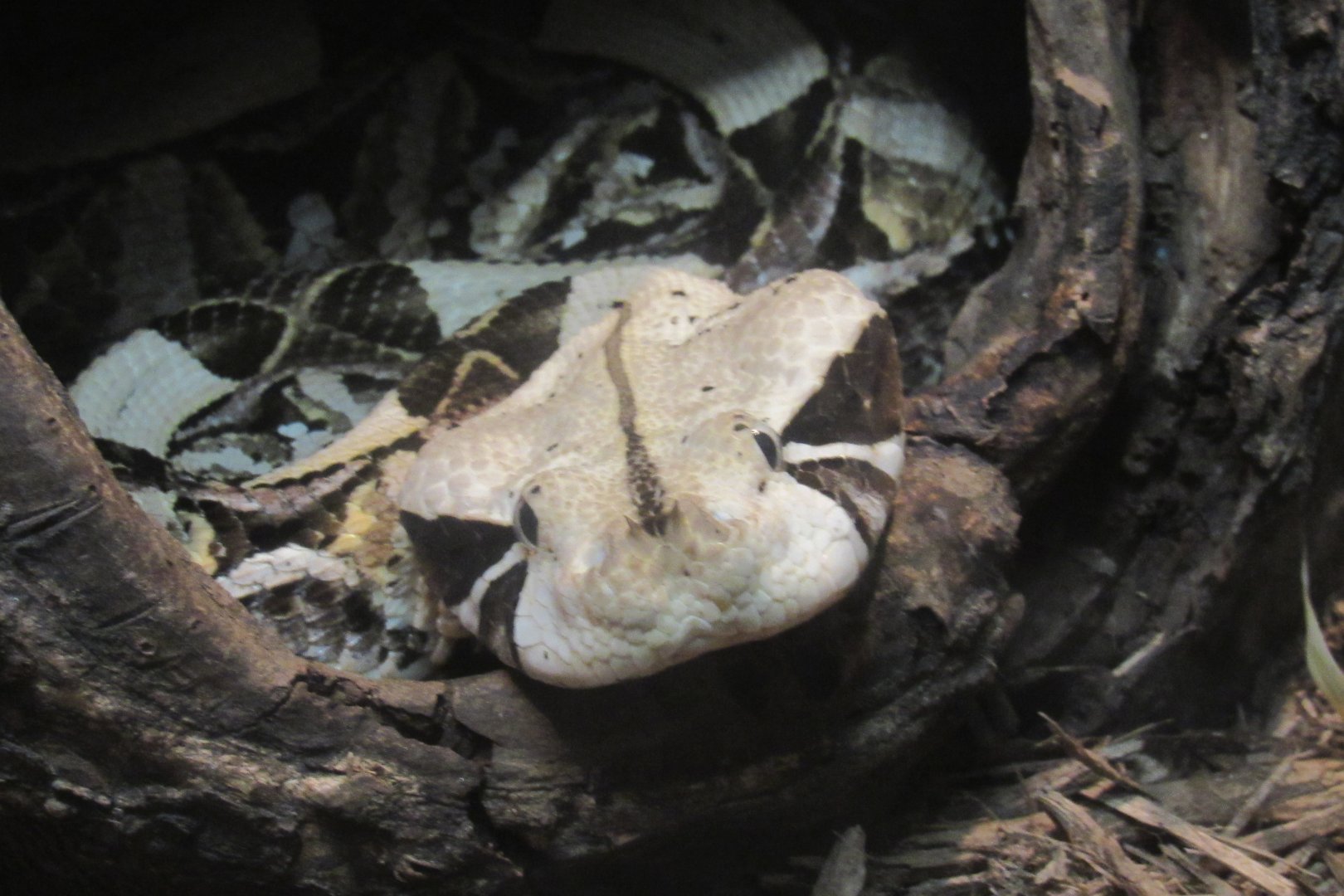 Gabon viper