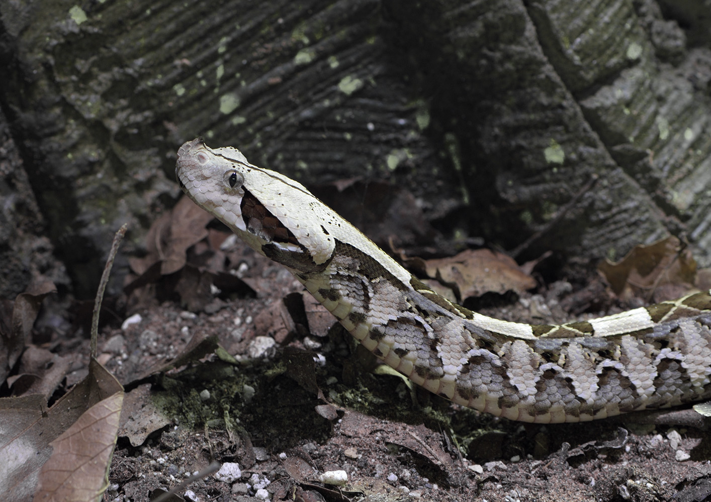 Gabon viper