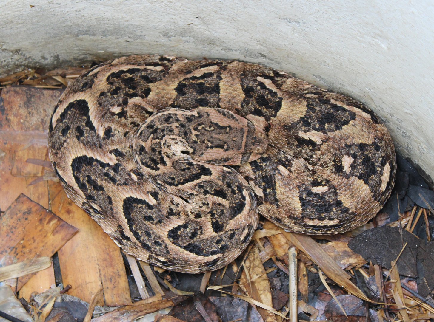 Gabon viper