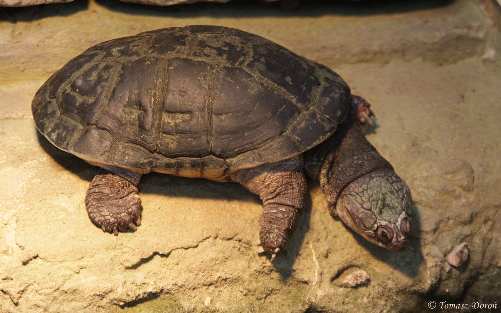 Gaboon Forest Turtle (Pelusios gabonensis)