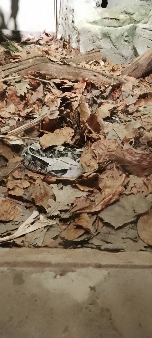 Gaboon Viper 120425