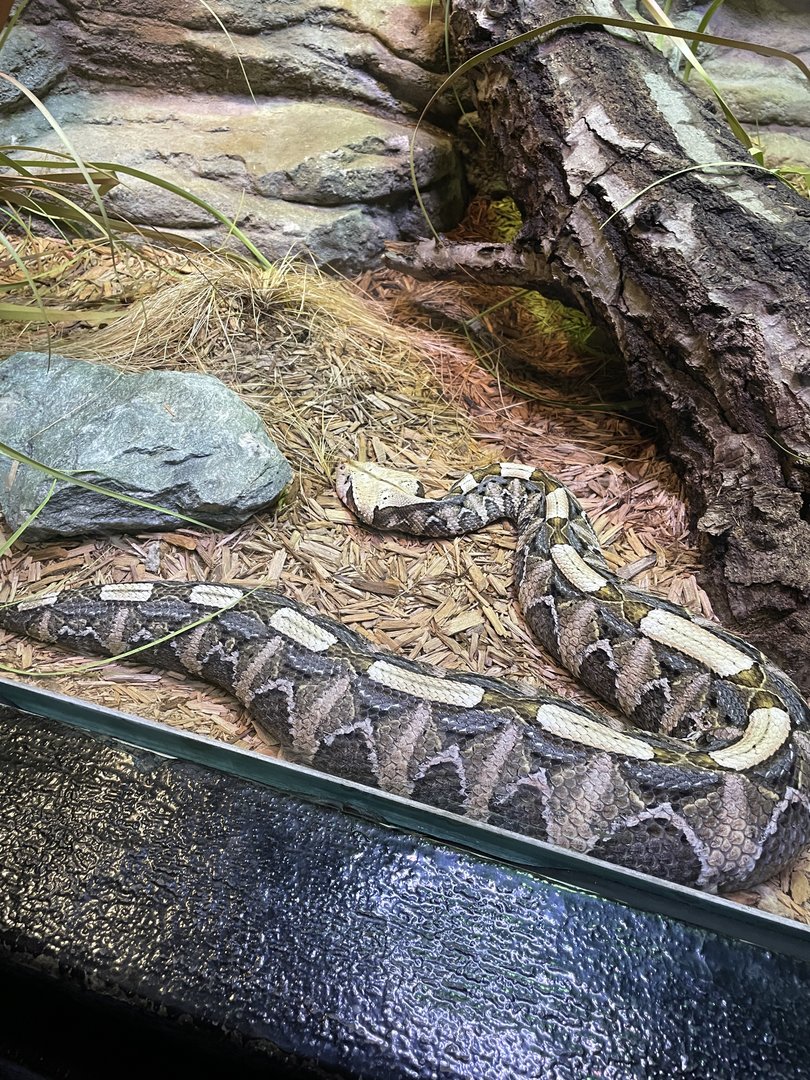 Gaboon Viper (5/23/22)