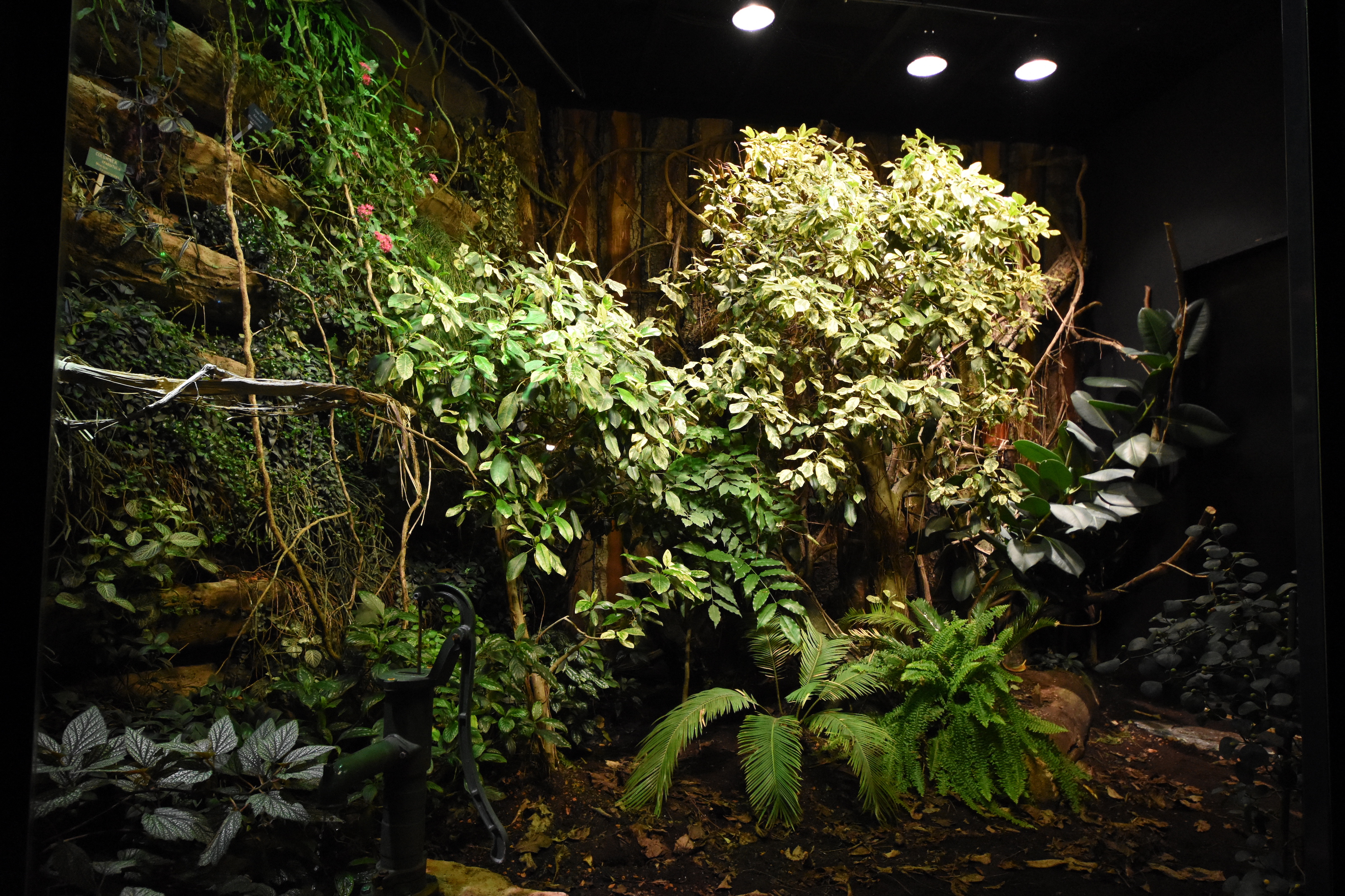 Gaboon viper and Green mamba