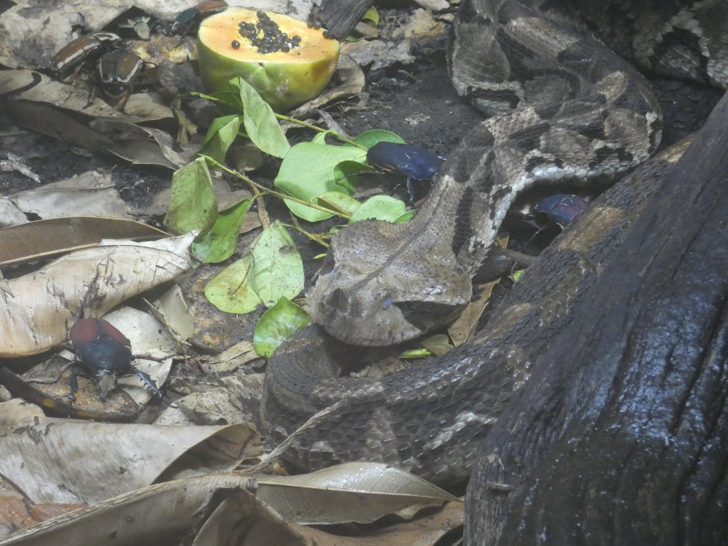 Gaboon viper and Ugandan flower beetles