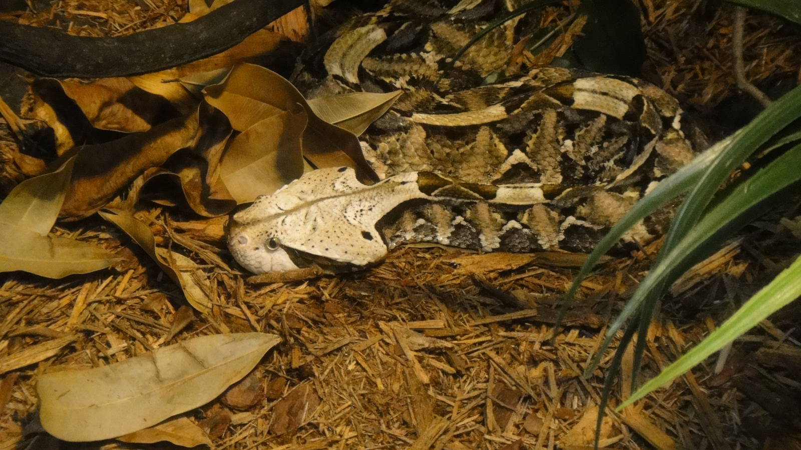 Gaboon viper at Bronx zoo 2014-12-29
