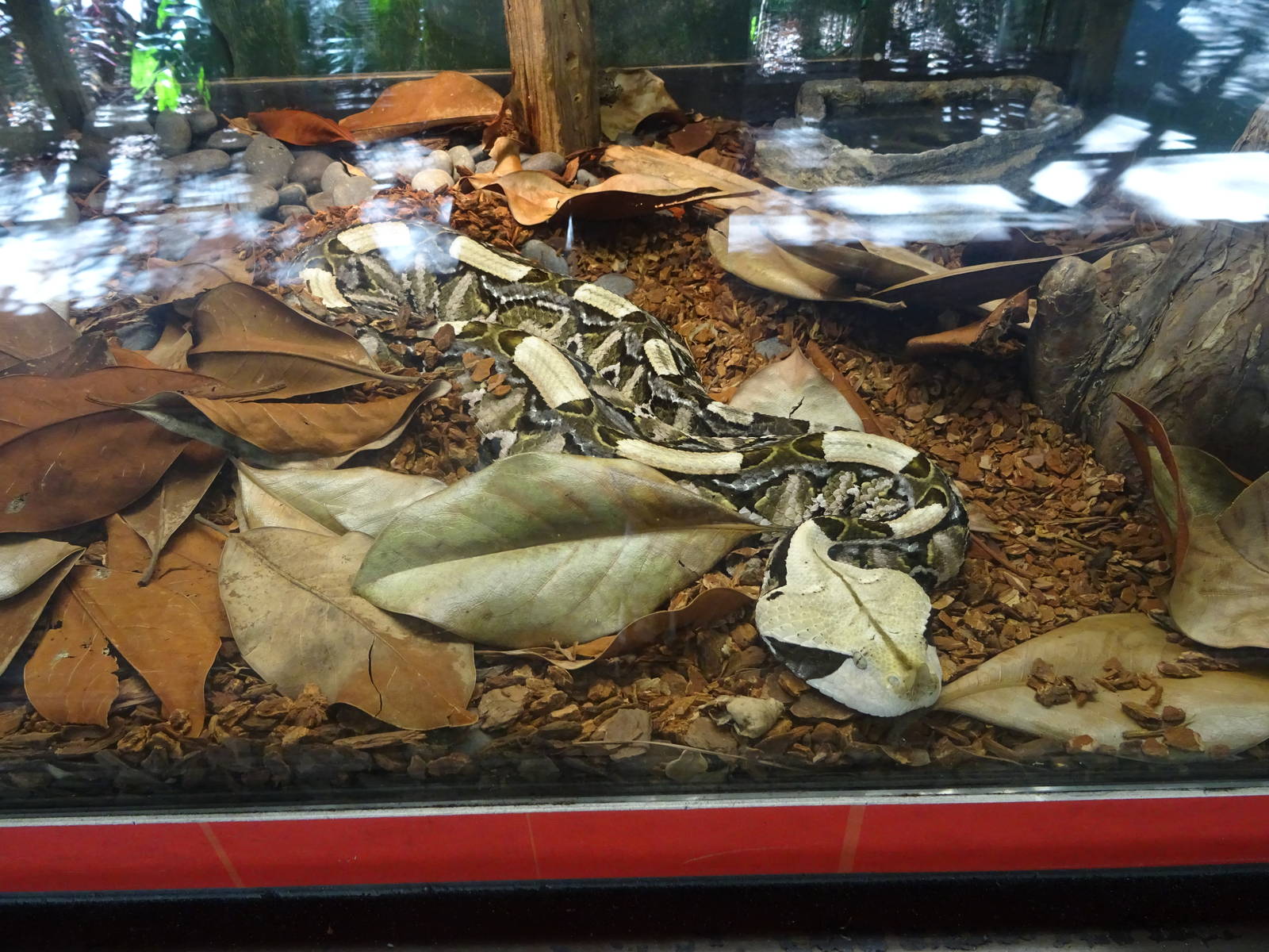 Gaboon Viper at Busch Gardens Tampa