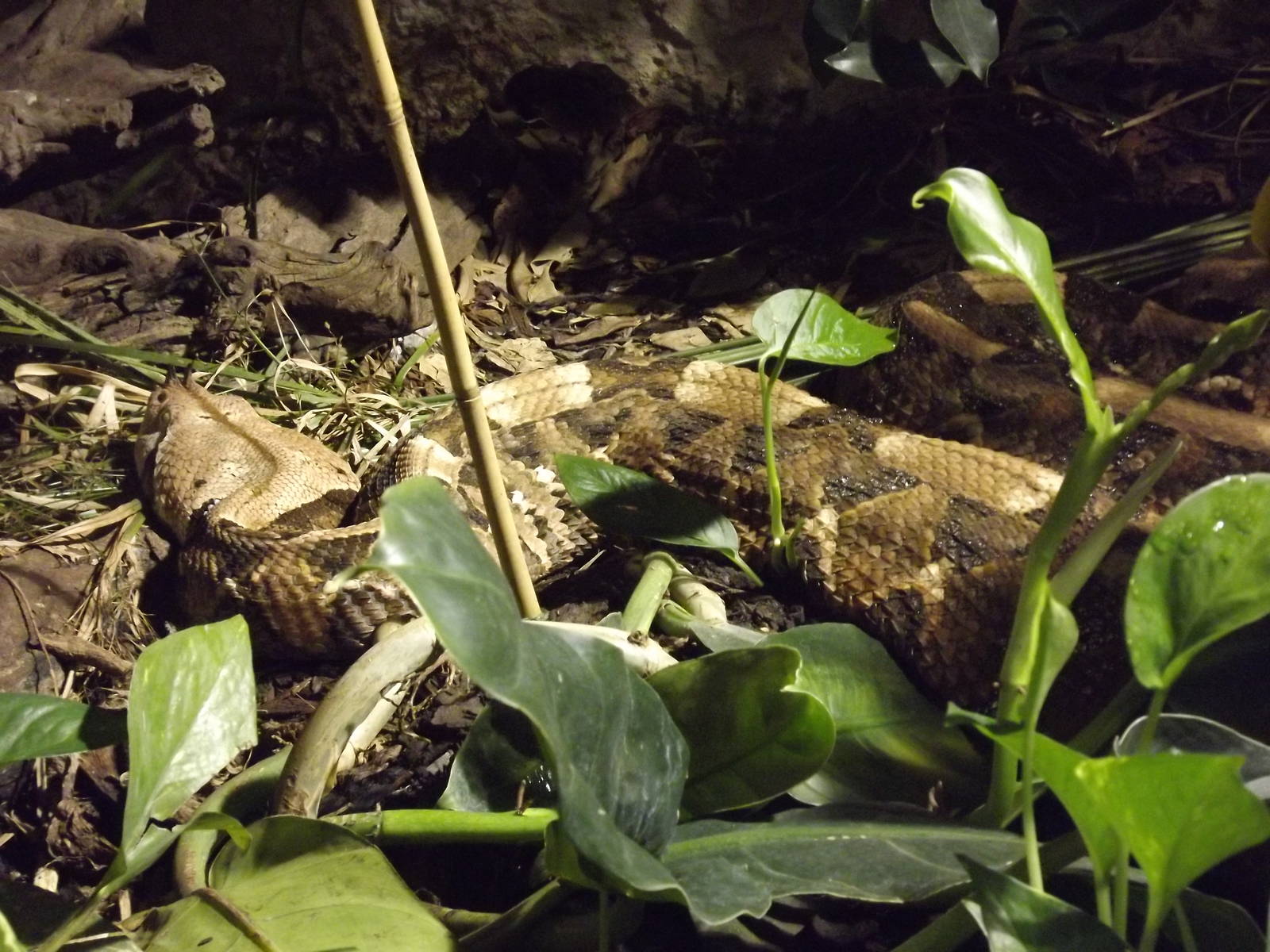 Gaboon Viper at Chester Zoo 31/03/12
