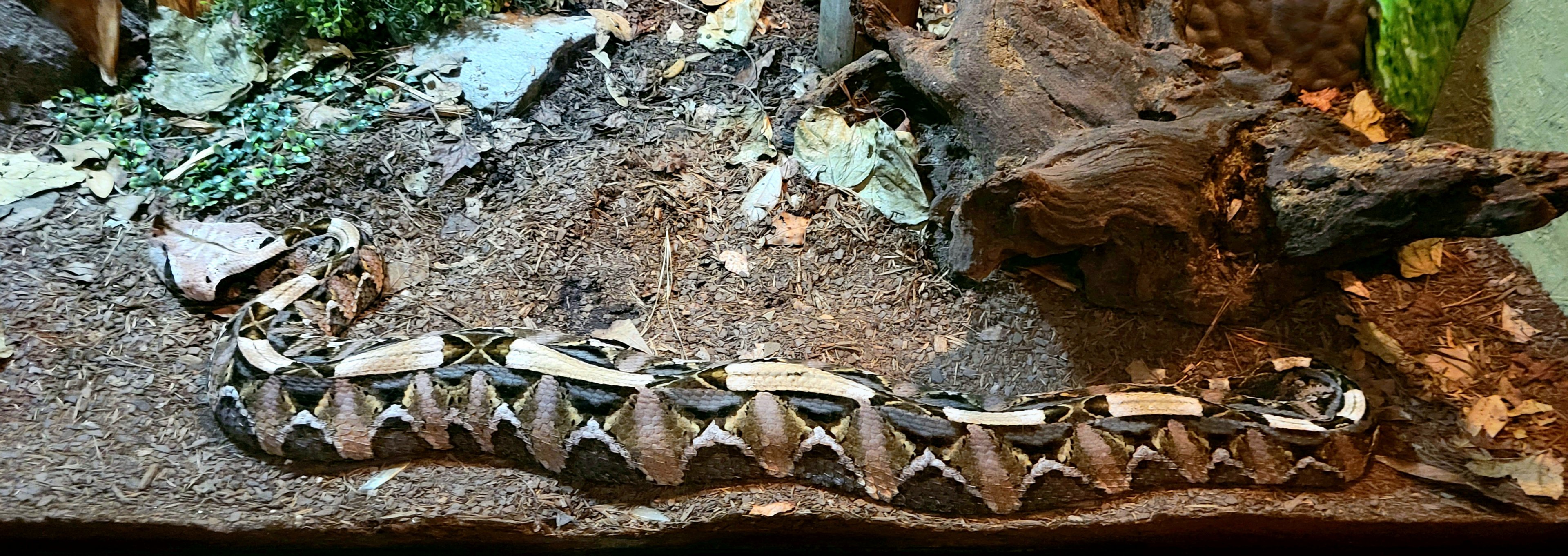 Gaboon Viper - Bee City Zoo - March 2025