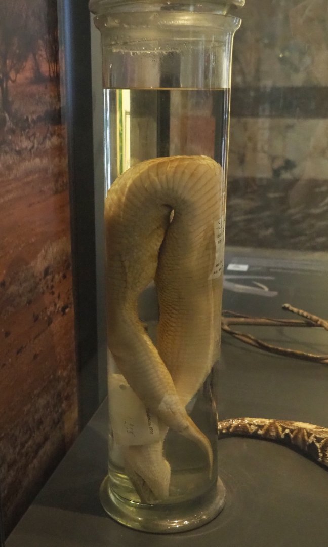 Gaboon viper (Bitis gabonica), bleached wet-preserved specimen, 2021-10-20