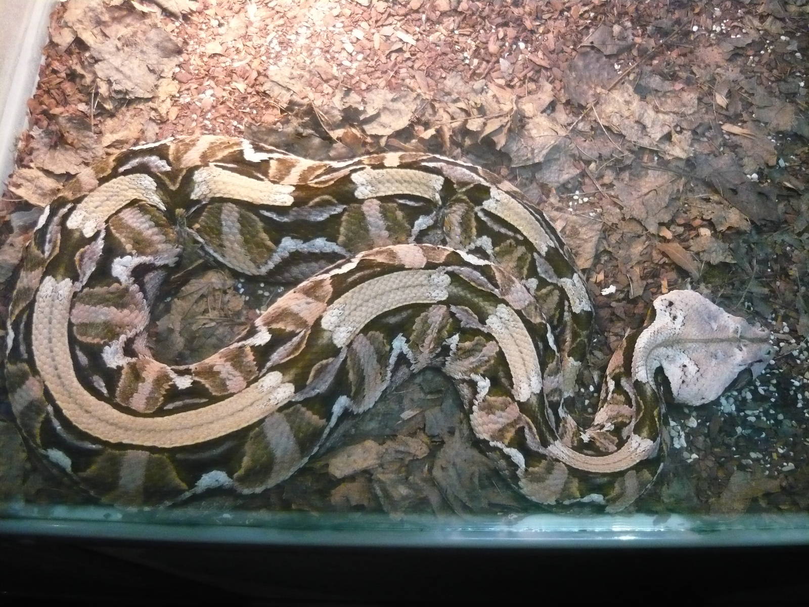 Gaboon viper (Bitis gabonica)