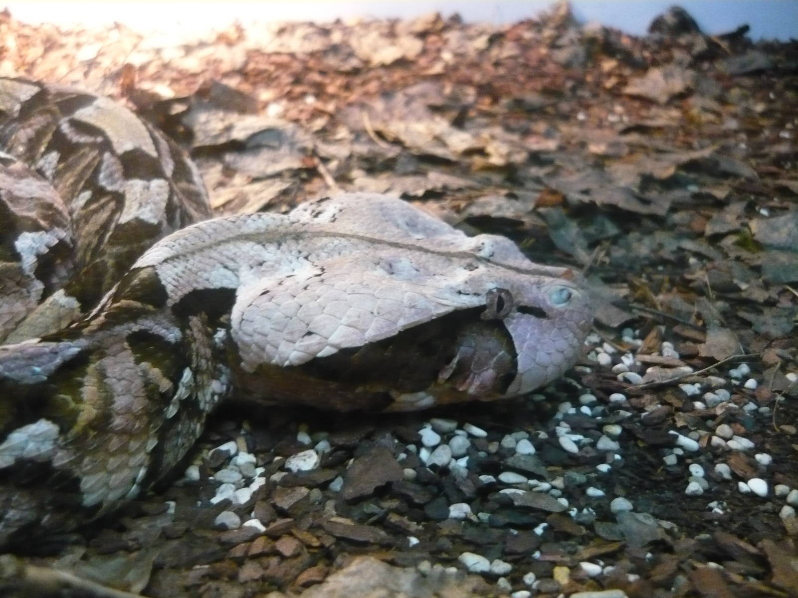 Gaboon viper (Bitis gabonica)
