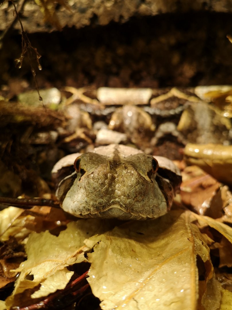 Gaboon viper (Bitis gabonica)