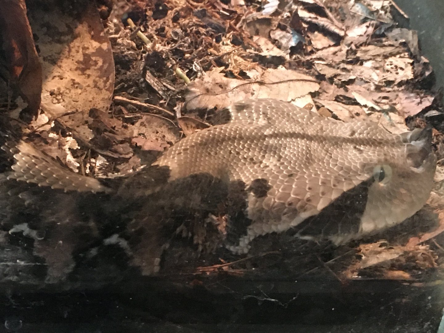 Gaboon Viper (Bitis gabonica)