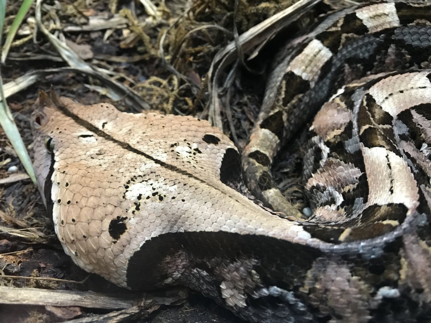 Gaboon Viper (Bitis gabonica)