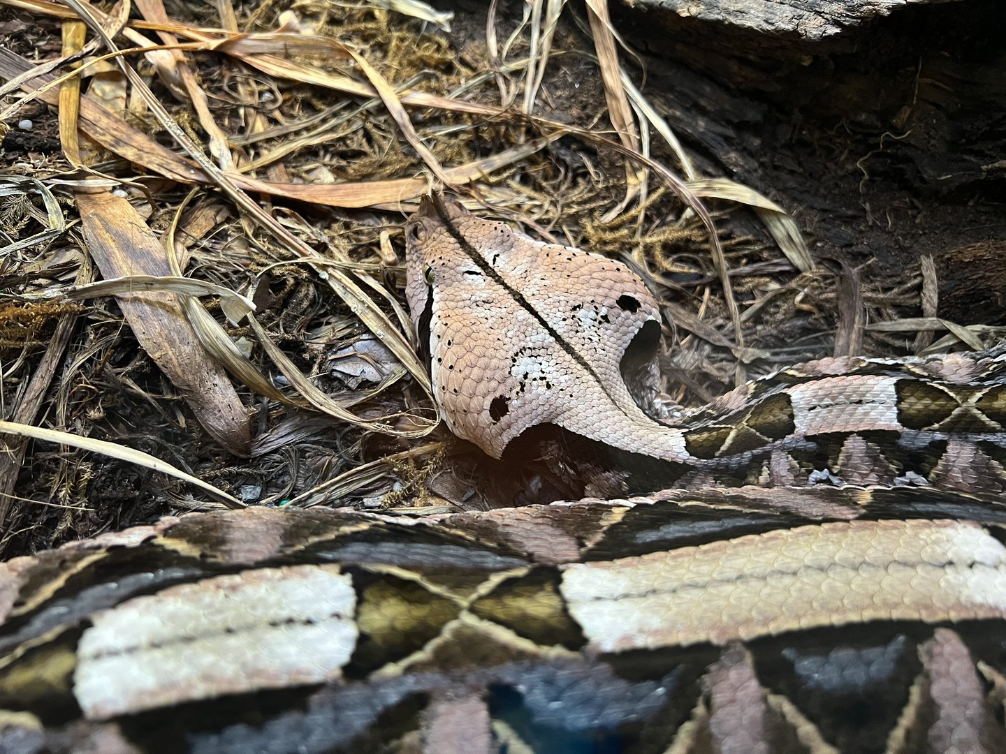 Gaboon Viper (Bitis gabonica)