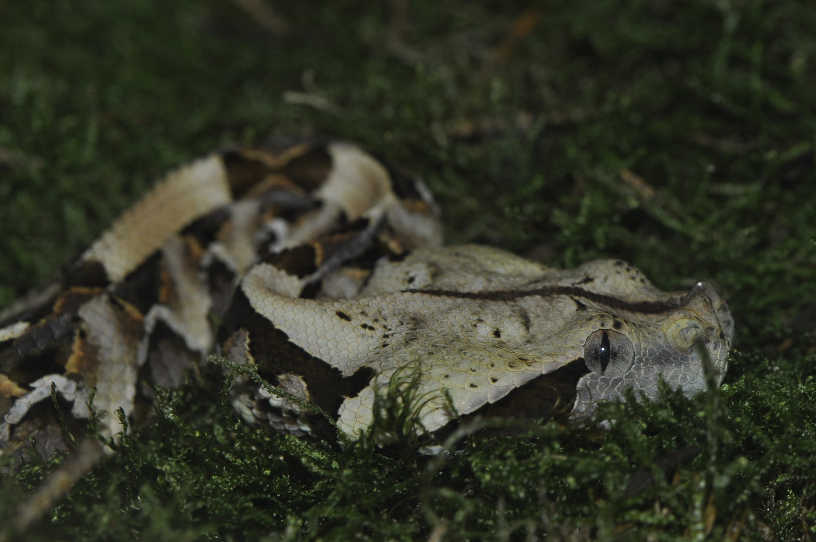 Gaboon viper (Bitis gabonica)