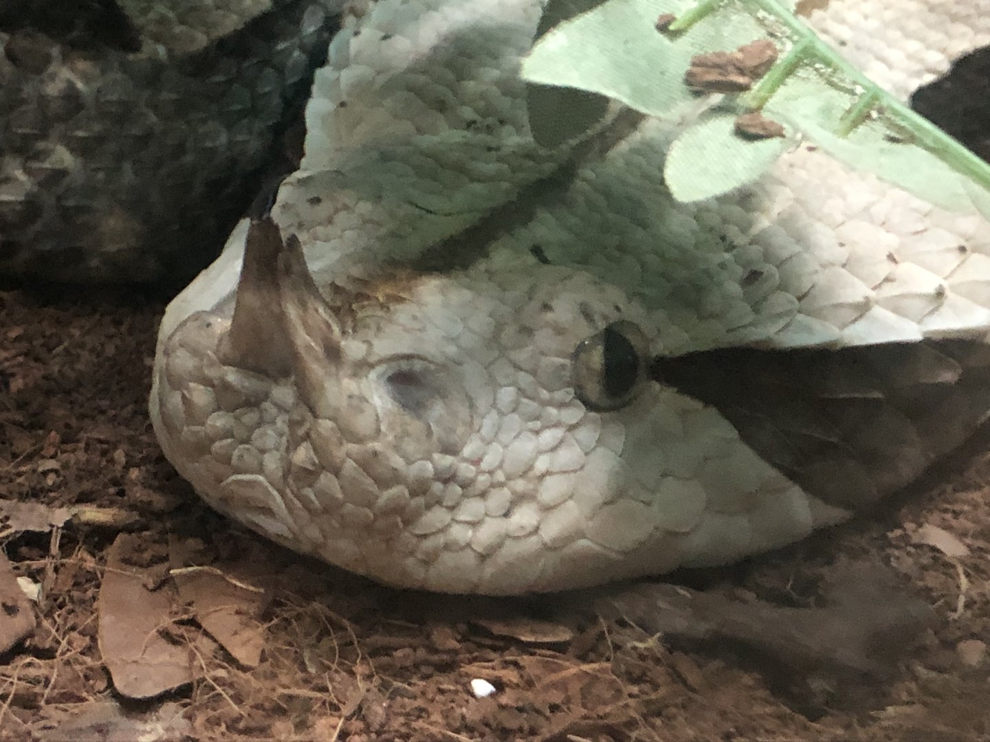 Gaboon viper, Bitis gabonica