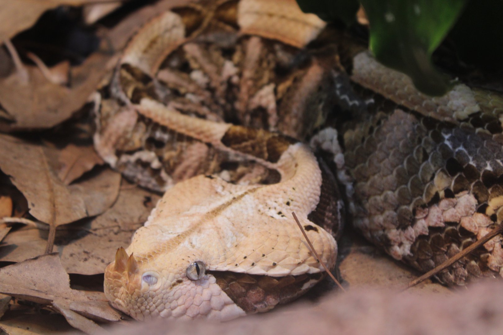 Gaboon Viper (Bitis gabonica
