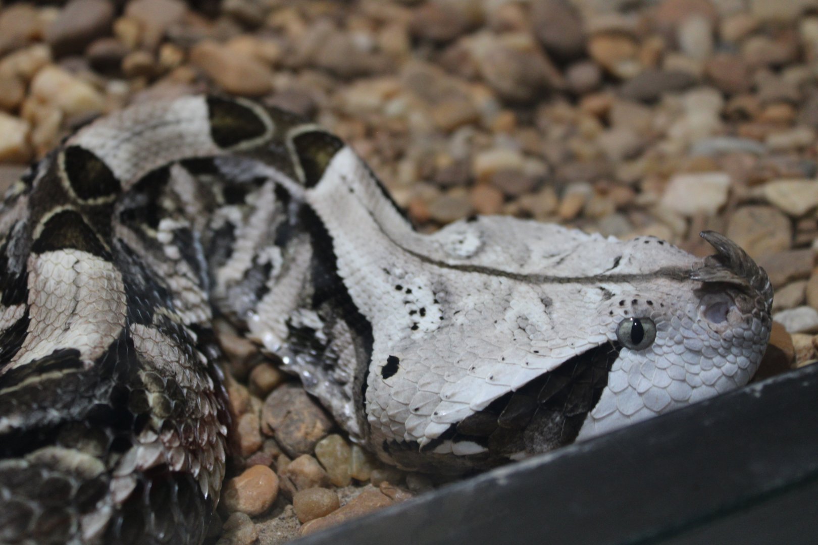 Gaboon Viper (Bitis gabonica)