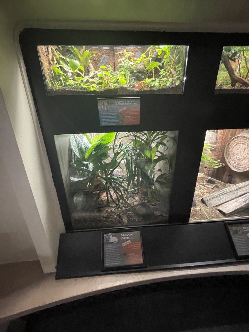 Gaboon Viper (bottom) and Poison Dart Frog (top) Enclosures