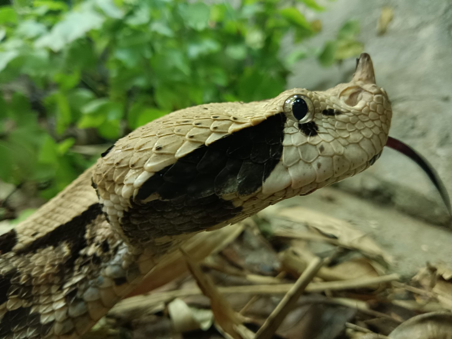 Gaboon Viper Close up