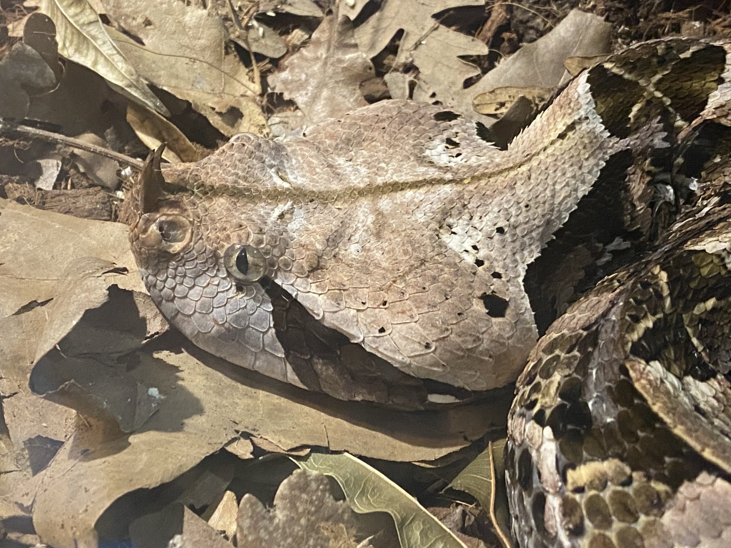 Gaboon viper close up
