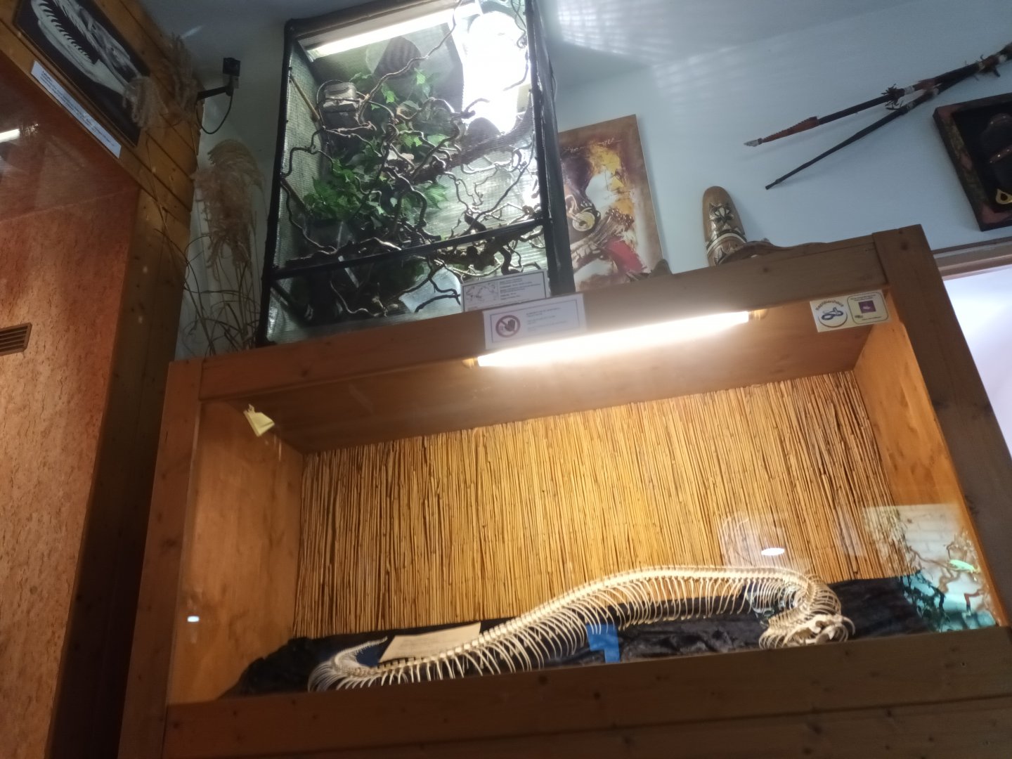 Gaboon Viper Display and Veiled Chameleon Habitat