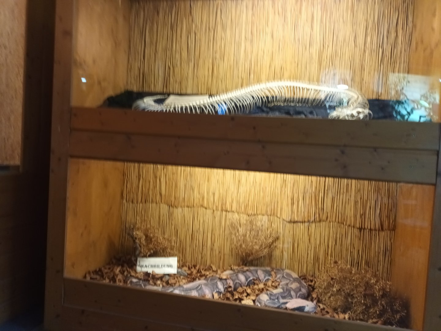 Gaboon Viper Display