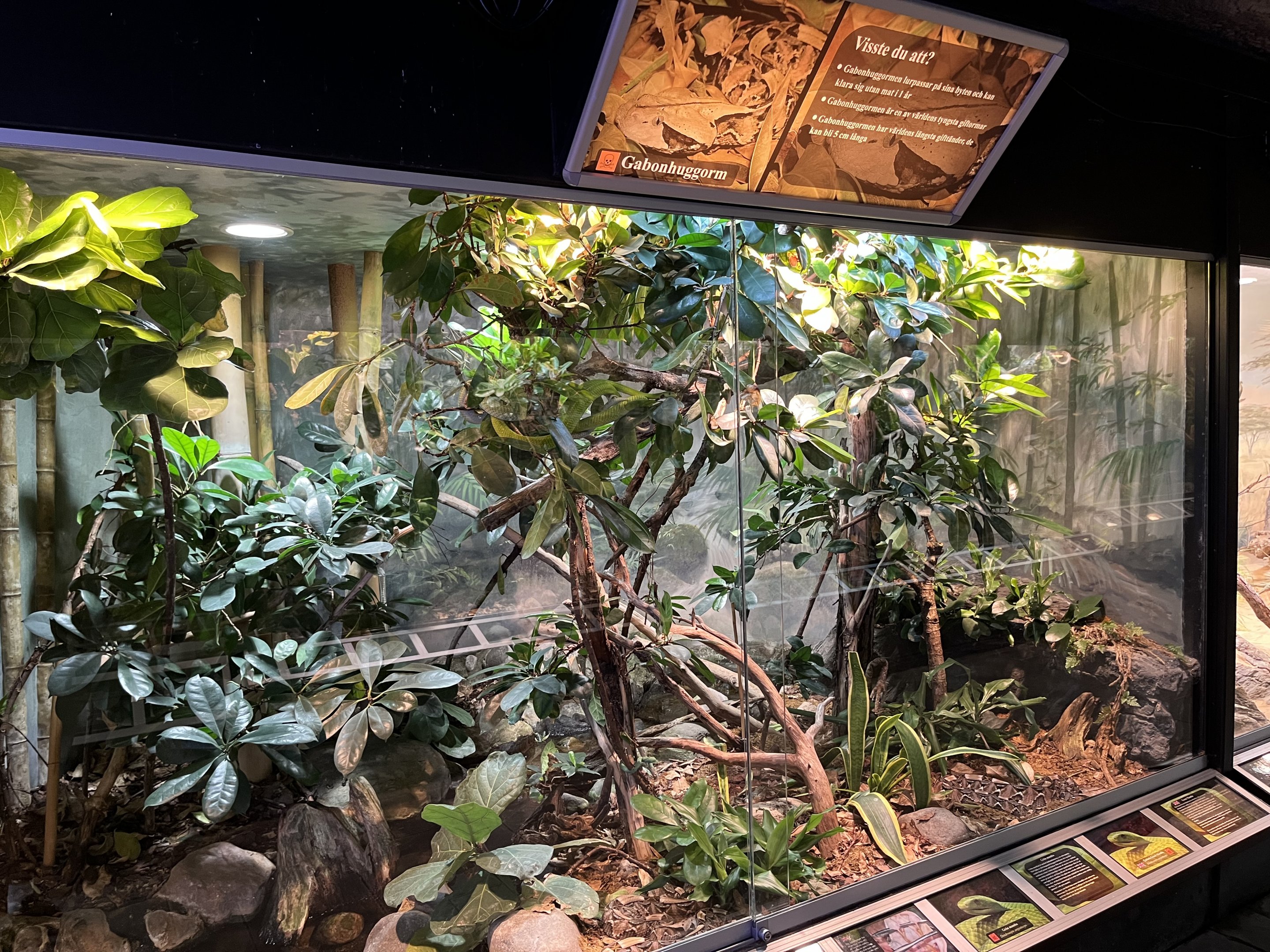Gaboon Viper/Eastern Green Mamba Exhibit