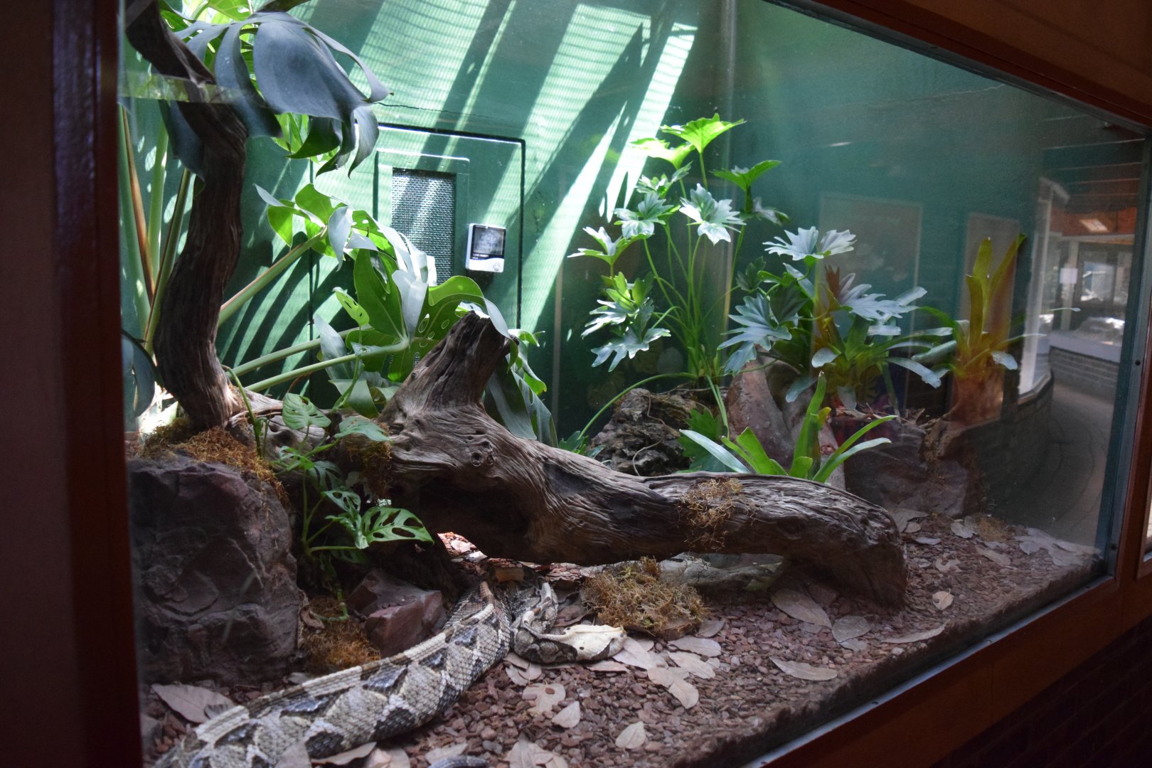 Gaboon Viper Enclosure (Bitis gabonica)