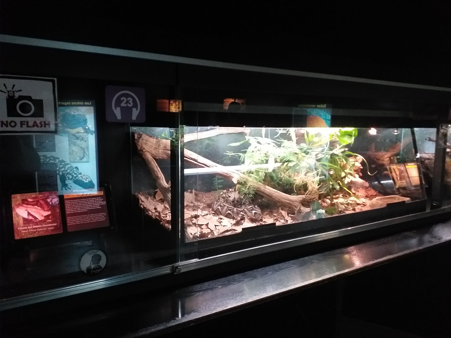 Gaboon viper exhibit -TerraNatura Benidorm (2021)