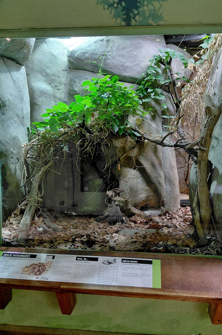 Gaboon viper exhibit