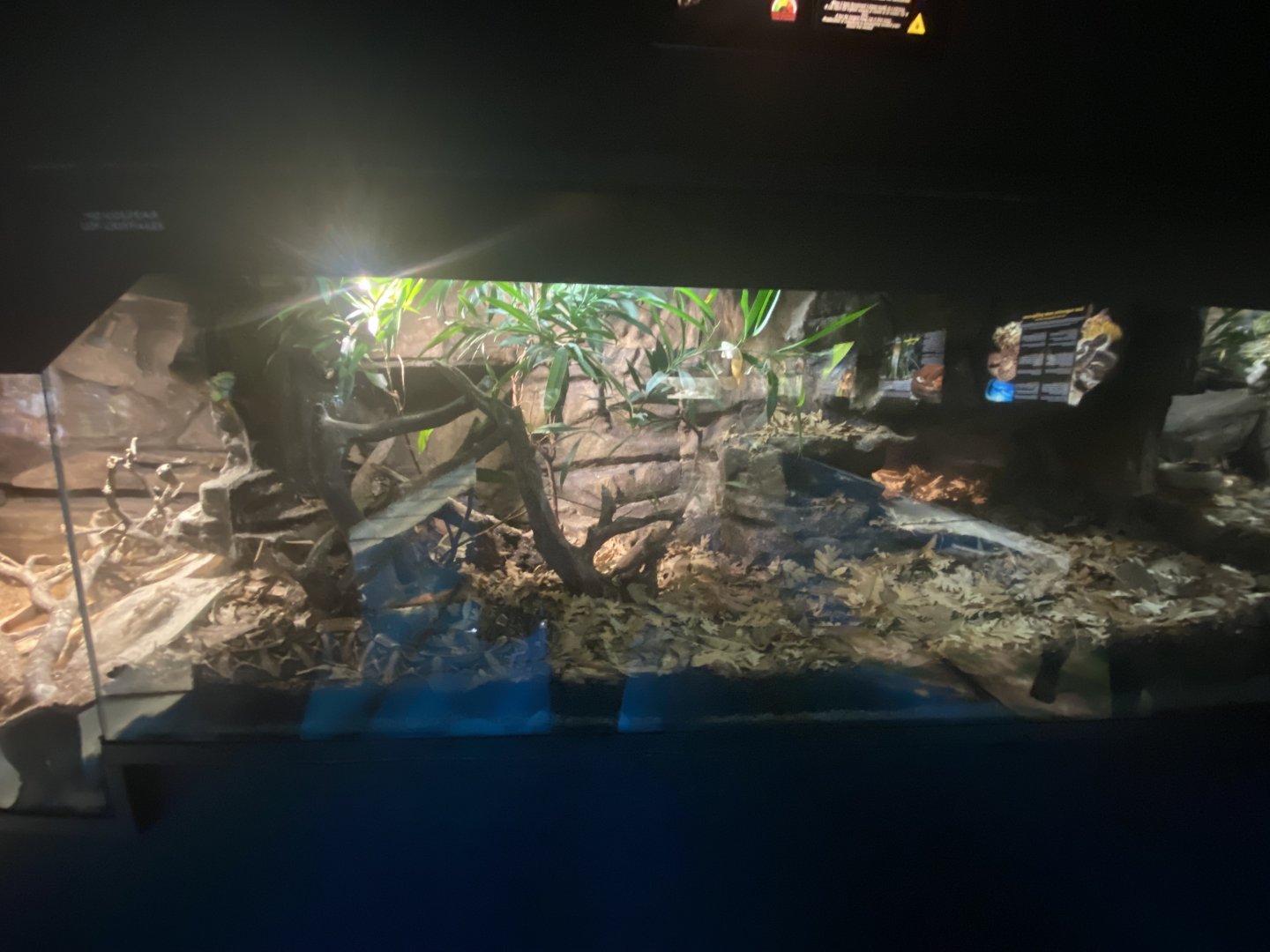 Gaboon viper exhibit