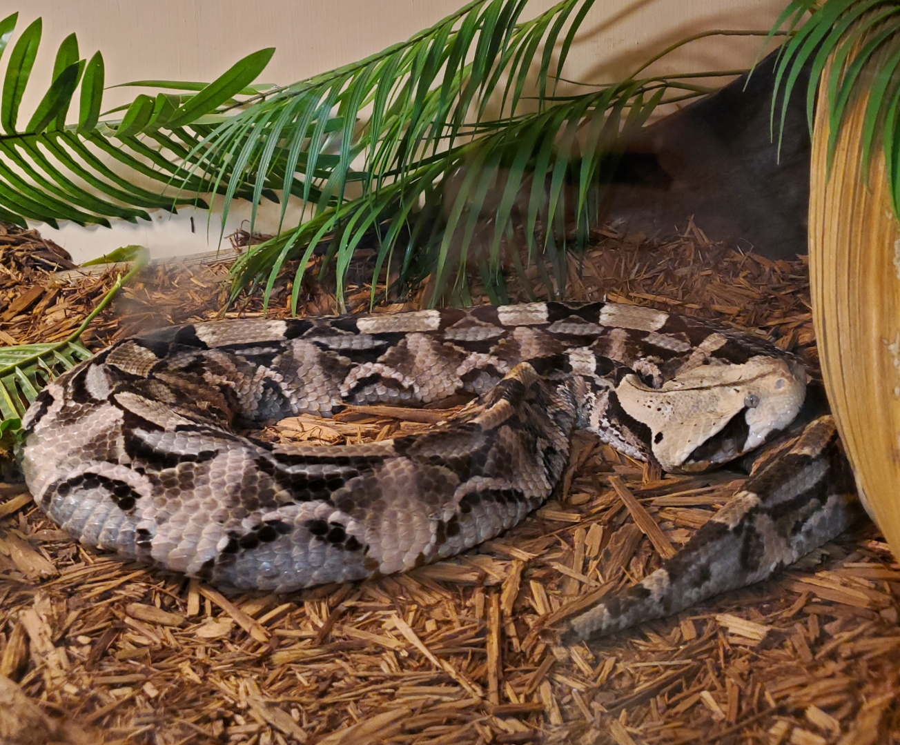 Gaboon Viper - Goldfield Ghost Town & Mines (2020)