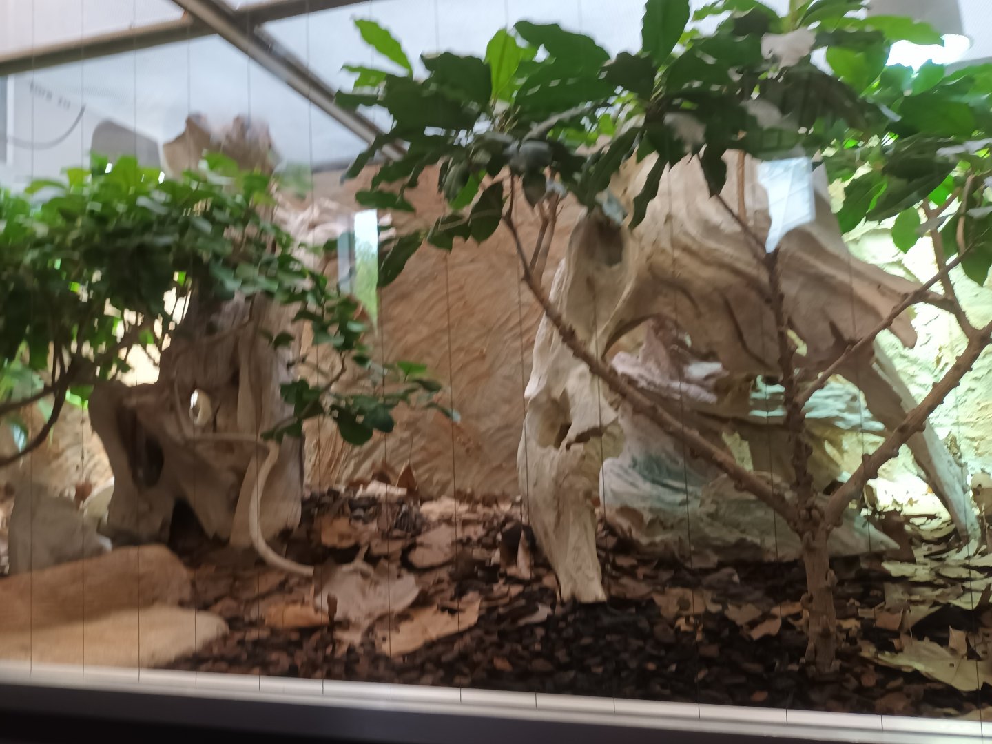 Gaboon Viper Habitat