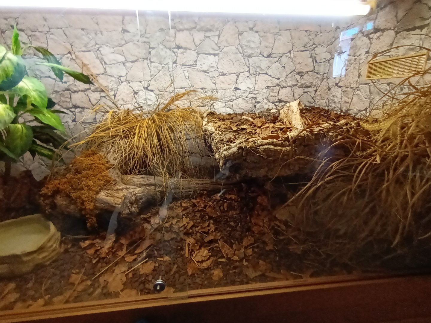Gaboon Viper Habitat