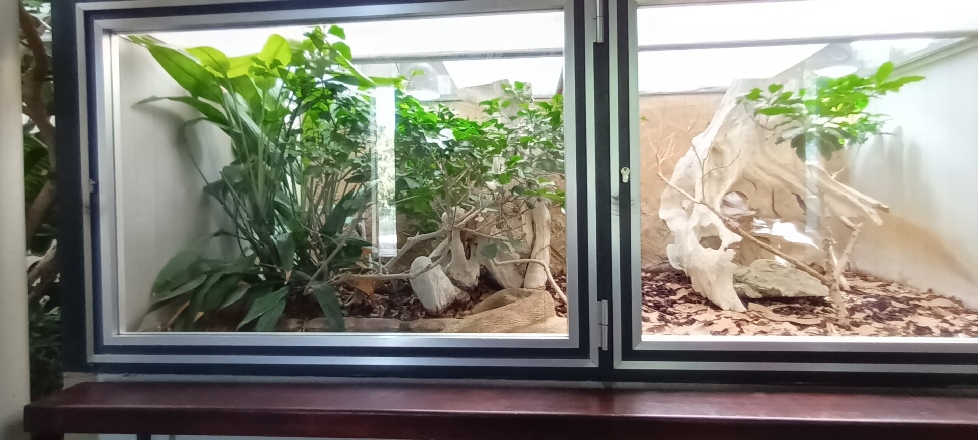 Gaboon Viper Habitat