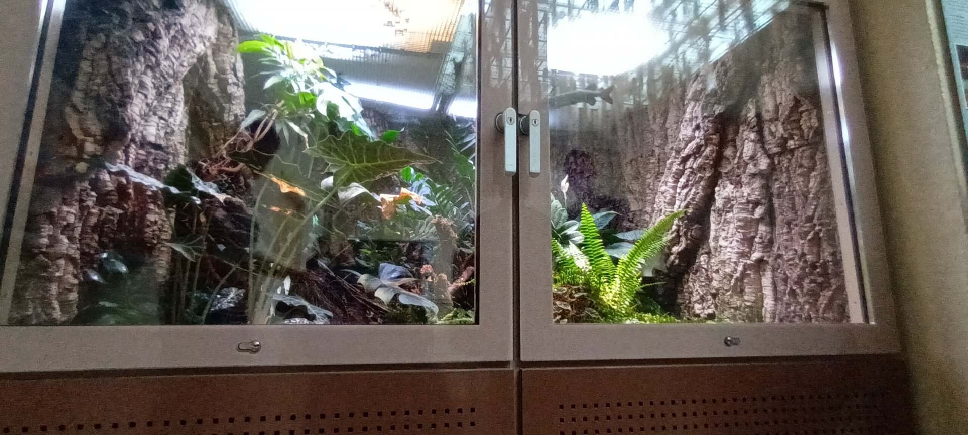 Gaboon Viper Habitat