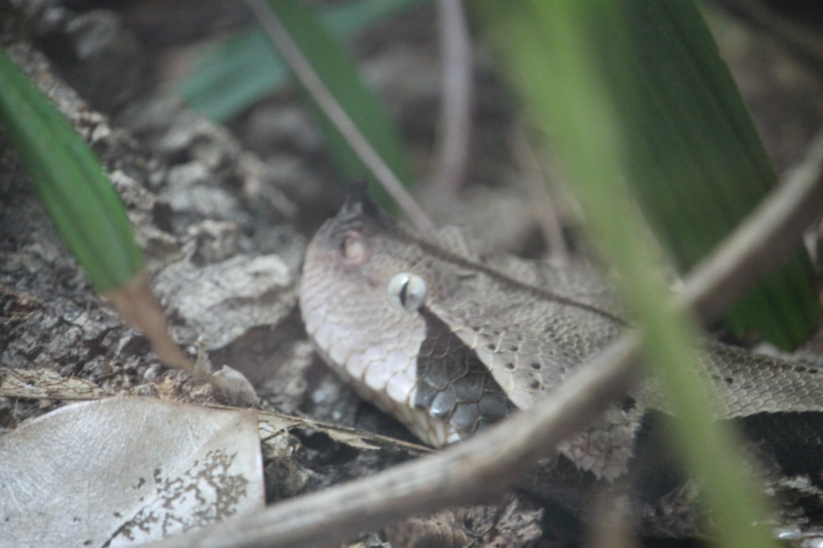Gaboon viper head (Bitis gabonica)