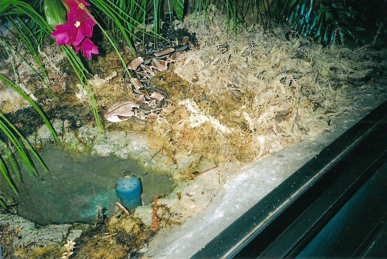 Gaboon Viper January 2005