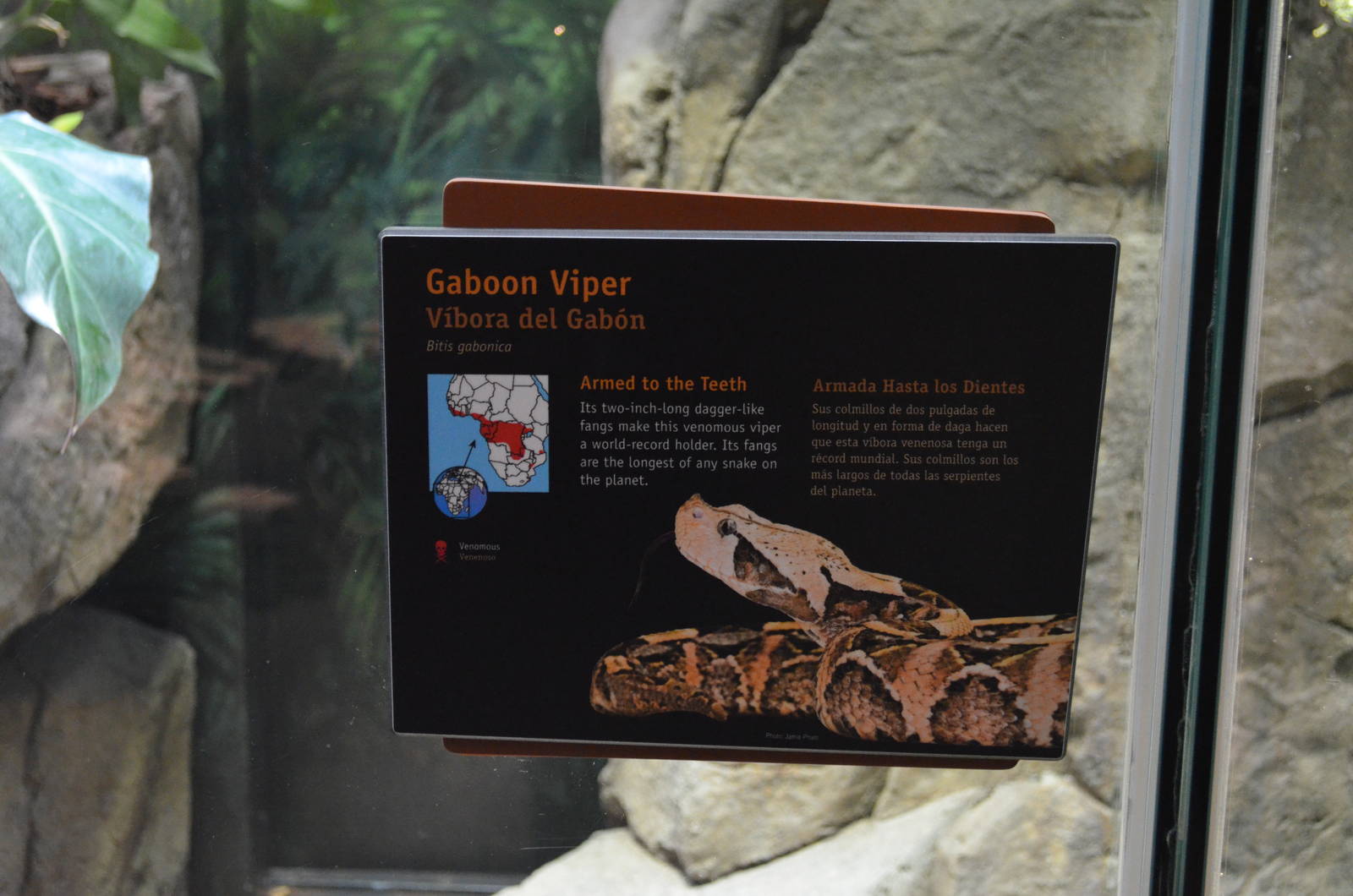 GABOON VIPER SIGNAGE