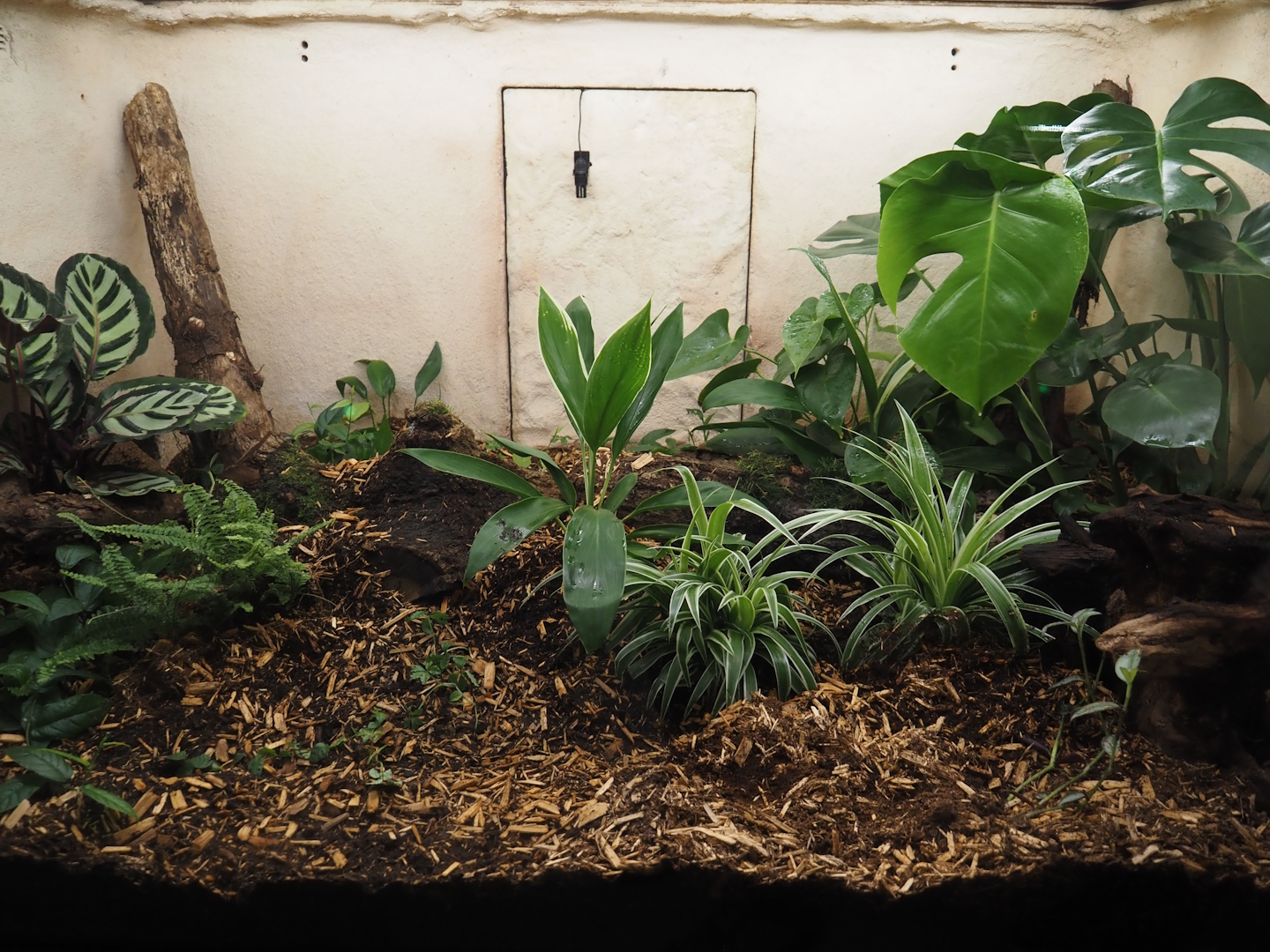 Gaboon viper terrarium, 2025-03-16