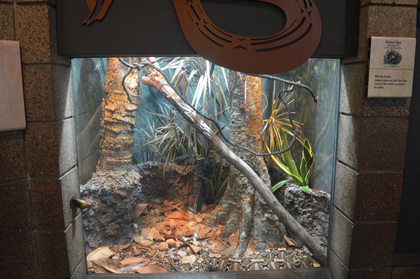 Gaboon Viper Terrarium
